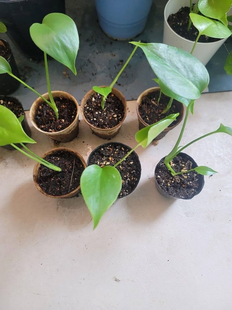 Amazon.co.jp: モンステラ 抜き苗 2株セット : DIY・工具・ガーデン Amazon.co.jp: モンステラ 抜き苗 2株セット : DIY・工具・ガーデン